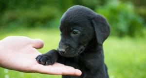 black-dog-names-TC-long